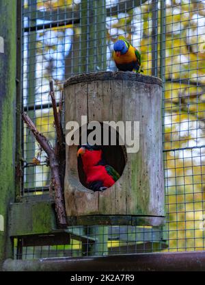 Lory con cappuccio nero e Lorikeet arcobaleno Foto Stock