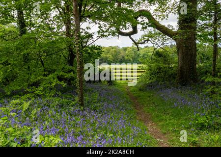 Paludi di bluebells inglesi nel bosco presso la Pencarrow House and Gardens, Cornovaglia, Regno Unito. Foto Stock