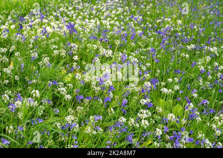 Covate di bluebelle bianche e blu e aglio selvatico presso la tenuta Pencarrow House, Cornovaglia, Regno Unito. Foto Stock