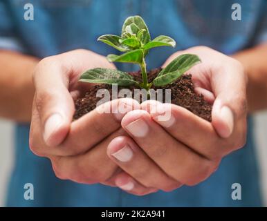 Coltivare nuova vita. Fucilato di mani che tengono un mucchio di suolo con una pianta dentro. Foto Stock