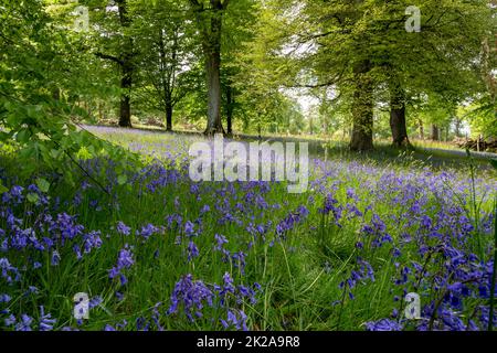 Paludi di bluebells inglesi nel bosco presso la Pencarrow House and Gardens, Cornovaglia, Regno Unito. Foto Stock