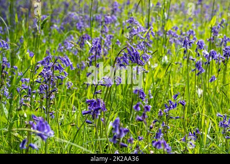 Paludi di bluebells inglesi nel bosco presso la Pencarrow House and Gardens, Cornovaglia, Regno Unito. Foto Stock