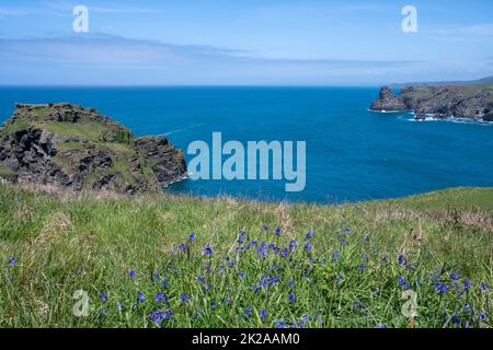 Ondate di bluebelle inglesi lungo le scogliere in primavera dal South West Coast Path, Tintagel a Bossiney, Cornovaglia UK. Foto Stock