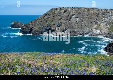 Ondate di bluebells inglesi lungo il South West Coast Path da Tintagel a Willapark/Bossiney., Cornovaglia UK. Foto Stock