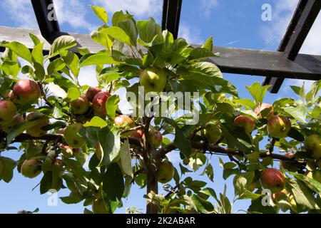 Malus domestica - Falstaff Rosso - mele nei Giardini Botanici di Inverness, Inverness, Scozia, Regno Unito Foto Stock