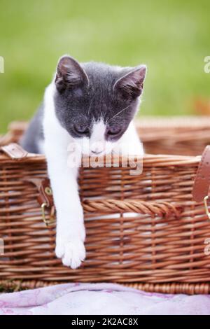 Penso che ci si possa uscire ora.... Carino gattino seduto in un cestino mentre fuori. Foto Stock