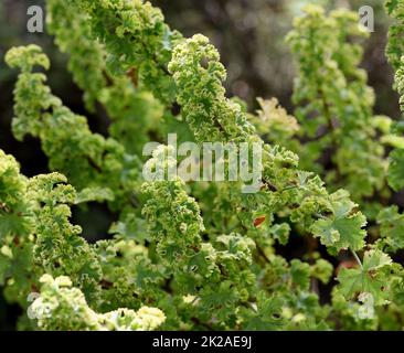 Apfelduft-Pelargonie, Pelargonium odoratissimum, ist eine Duftgeranie die als Kuebel- und Balkonblume eingesetzt wird. Pelargonio profumato di mela, Pela Foto Stock