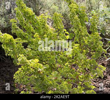 Apfelduft-Pelargonie, Pelargonium odoratissimum, ist eine Duftgeranie die als Kuebel- und Balkonblume eingesetzt wird. Pelargonio profumato di mela, Pela Foto Stock