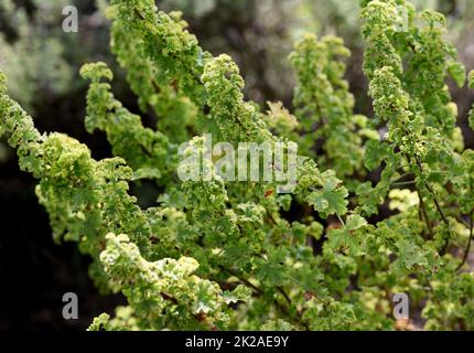 Profumo di mela pelargonium, pelargonium odoratissimum Foto Stock