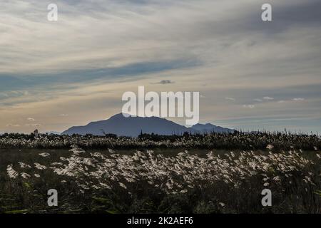 Viaggiare Spagna natura uccelli fauna selvatica Foto Stock