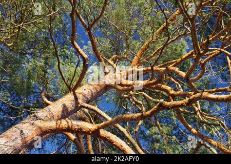 Riserva naturale Senne, Oerlinghausen, Eastwestphalia-Lippe, Renania settentrionale-Vestfalia, Germania, Europa occidentale Foto Stock