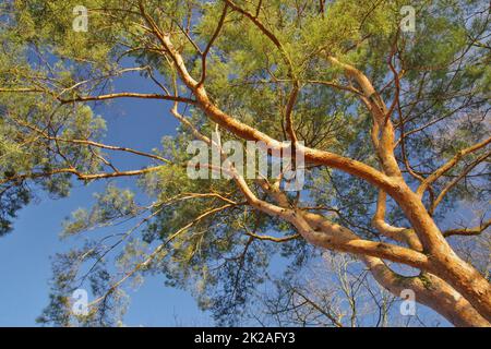 Riserva naturale Senne, Oerlinghausen, Eastwestphalia-Lippe, Renania settentrionale-Vestfalia, Germania, Europa occidentale Foto Stock