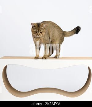 Adulto grigio scozzese diritto gatto si trova su una costruzione di carta graffiando palo e guarda nella fotocamera. Casa di riposo animale. Sfondo bianco Foto Stock