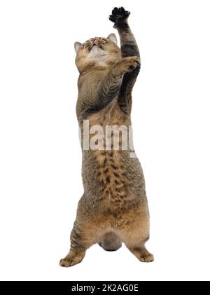 Un gatto grigio adulto della razza scozzese dalle orecchie dritte si fermò sulle gambe posteriori, le zampe anteriori furono sollevate. L'animale si prepara a saltare Foto Stock