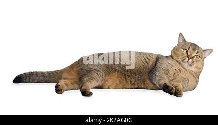 Gatto grigio adulto scozzese dritto giace su uno sfondo bianco isolato. Simpatico animale divertente Foto Stock