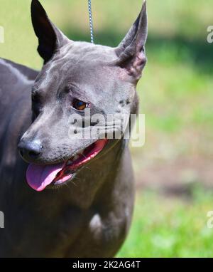 Razza di cane Thai Ridgeback o Mah Thai in estate Foto Stock