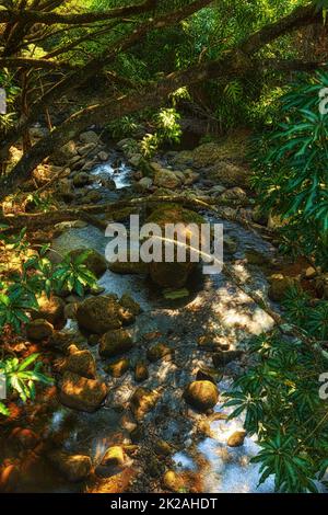 Piccole cascate e fiumi nella giungla. Alberi, fiumi e piccole cascate della foresta pluviale - Hawaii, USA. Foto Stock