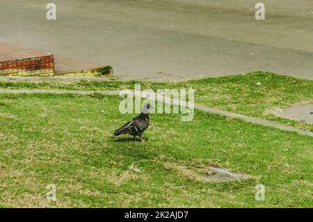 Un piccione seduto sull'erba verde di un giardino. Foto Stock