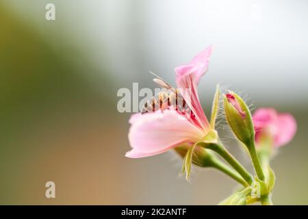 Impollinazione in corso. Immagine ritagliata di un'ape seduta su un fiore rosa. Foto Stock