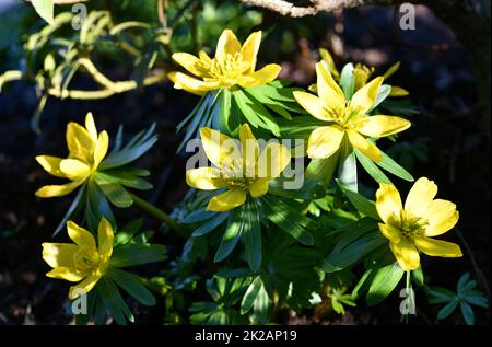 fiori di inverno nel giardino Foto Stock