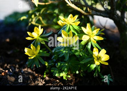 fiori di inverno nel giardino Foto Stock