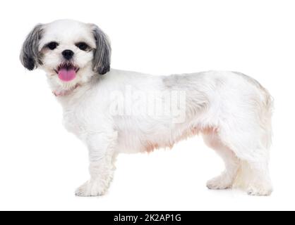 Ammalato essere il vostro animale domestico perfetto. Studio girato di un adorabile lhasa apso cucciolo isolato su bianco. Foto Stock