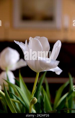 Tulipani. Una foto di bella in biblioteca. Foto Stock