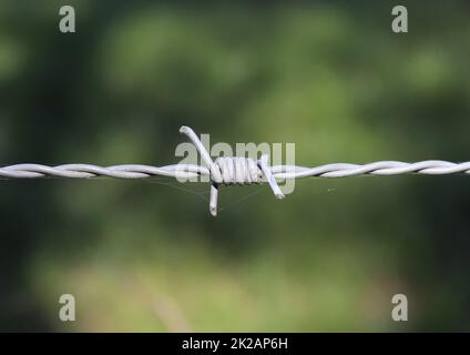 Filo spinato su con un bokeh di messa a fuoco morbida sullo sfondo. Foto Stock