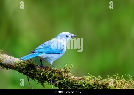 Tanager grigio-blu, Thraupis episcopus, Costa Rica Foto Stock