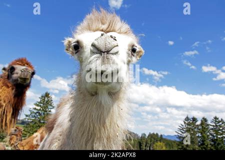 Colpo angolare bianco di giovane cammello Bactrio bianco (cammello) con mosche al naso Foto Stock