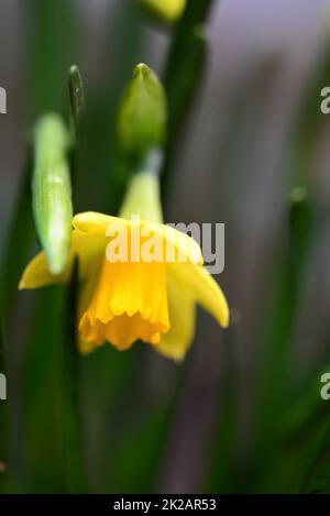 Fiore giallo daffodil come un primo piano Foto Stock