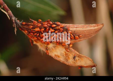 Bug dell'erba mungente, Oncopeltus fasciatus, sciame di coleotteri, insetti in america, caribic e Medio Oriente, metamorfosi Foto Stock