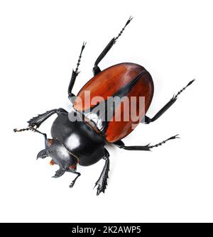 Bug audaci e belli. Studio di un coleottero rosso e nero isolato su bianco. Foto Stock