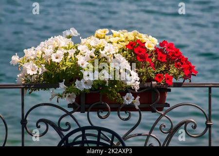 Colorati fiori di surfinie in una pentola sospesa da una recinzione decorativa contro uno sfondo di acqua Foto Stock