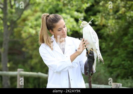 Veterinario che esamina un falco in una fattoria Foto Stock