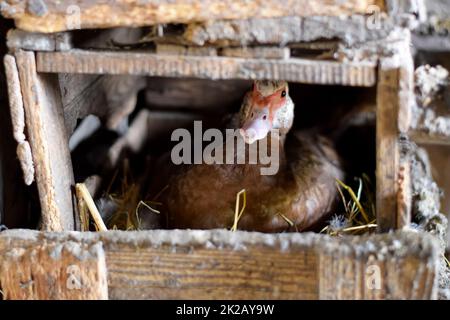 anatra musky sul nido. Riproduzione di anatre muschio Foto Stock