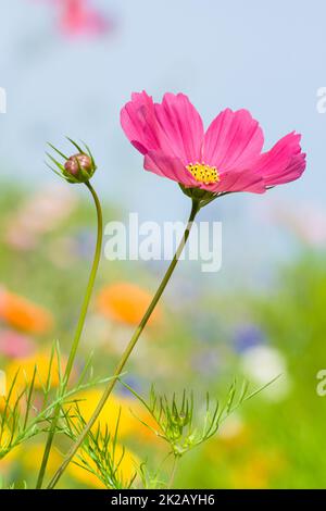 Colpo verticale di un fiore di cosmo rosa e di un germoglio Foto Stock