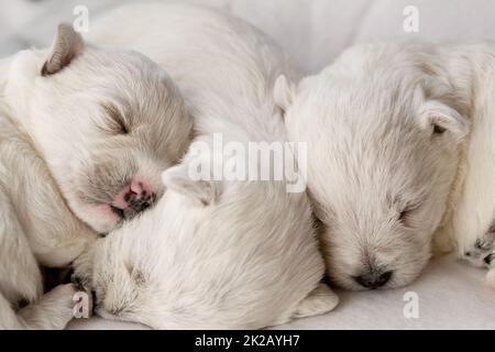Primo piano di cuccioli bianchi e carini che dormono mentre si sdraiano vicini l'uno all'altro su un divano Foto Stock