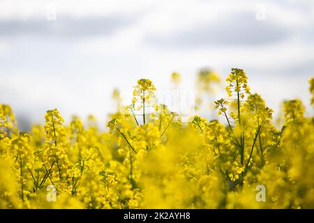 Primo piano di fiori di colza in fiore Foto Stock