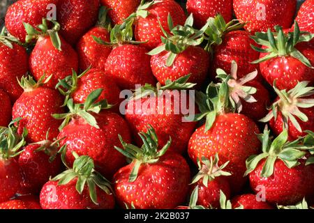 Fragole fresche biologiche Foto Stock