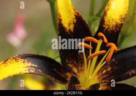 Black and Gold Lily Lilium Lionheart cresce in giardino all'aperto Foto Stock