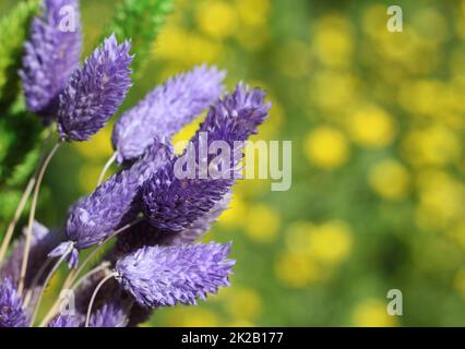 Fiori secchi con fiori gialli sfocati sullo sfondo Foto Stock