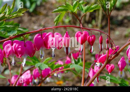 Il fiore del Dicenter è magnifico o il fiore del cuore spezzato (Lat. Lamprocapnos spectabilis, ex Dicentra spectabilis) Foto Stock