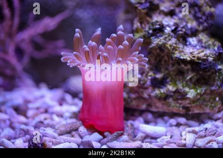 Un bellissimo anemone di rame in un acquario marino. Foto Stock