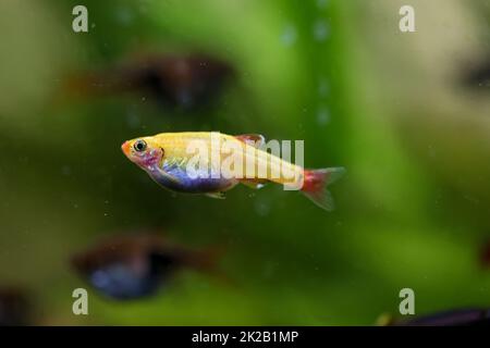 Ritratto, primo piano di una tetra, di una granata o di un danio in un acquario. Foto Stock