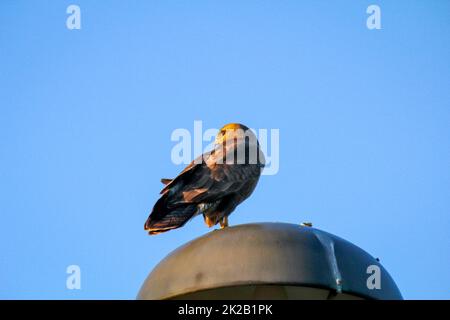 Una poiana su una lanterna guarda il suo territorio. Foto Stock