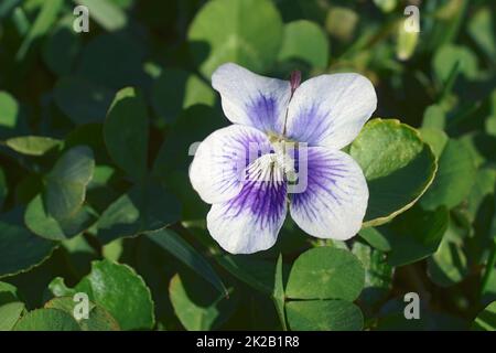 Immagine ravvicinata di un fiore viola blu comune Foto Stock