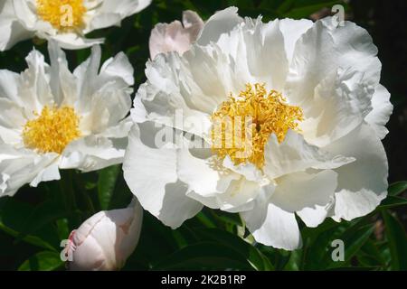 Immagine ravvicinata dei fiori di peonia bianca Krinkled Foto Stock