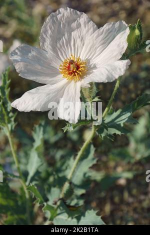 Immagine ravvicinata di un fiore bianco di papavero Foto Stock