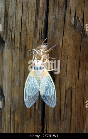 Giovane adulto di nascita pharaon cicada e pelle ninfea Foto Stock